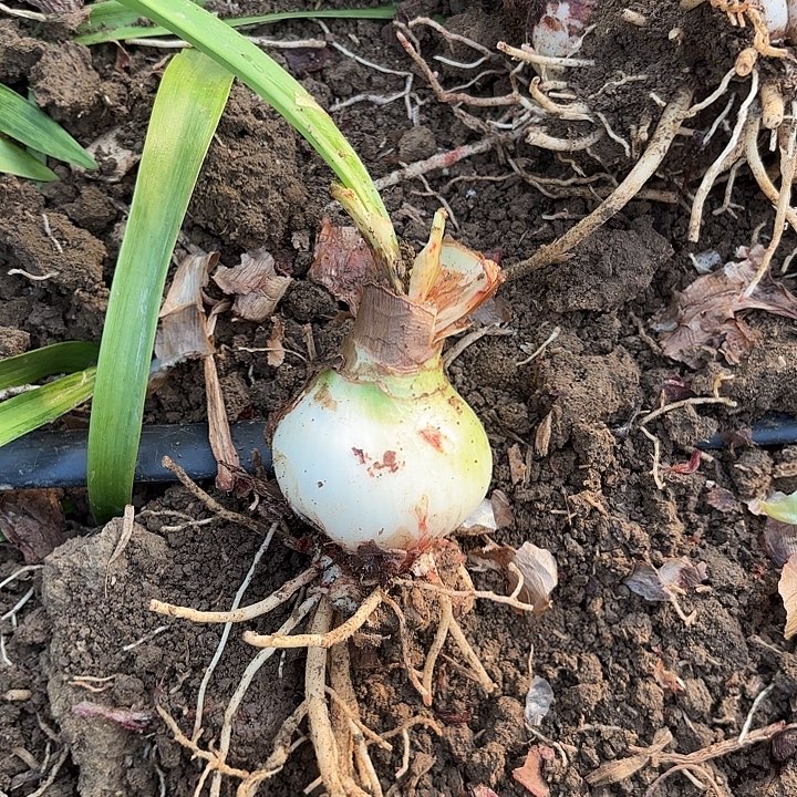 爱***子无花朵伊莲娜福利球包对版7053