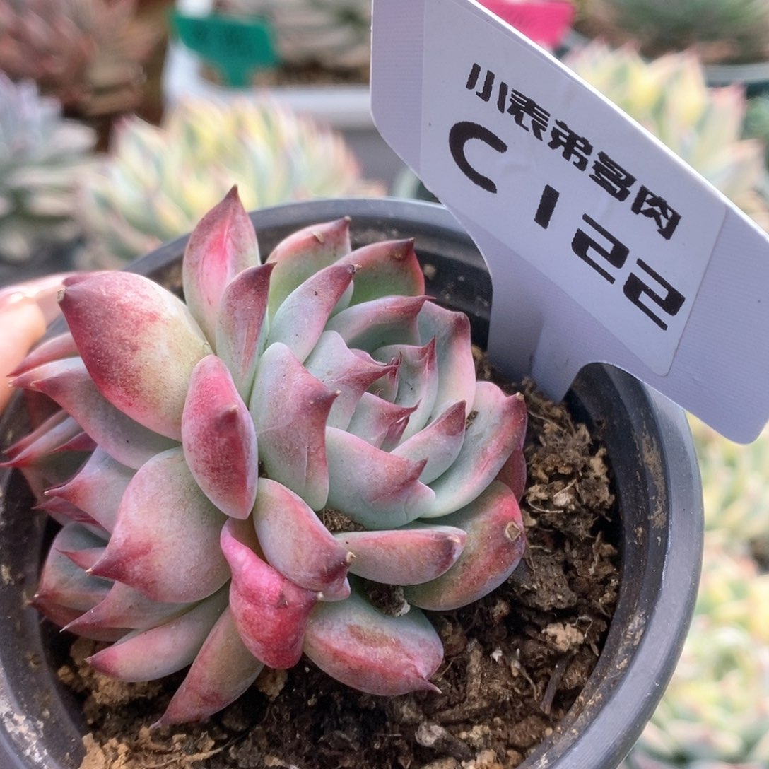 122锦锦锦锦锦锦锦