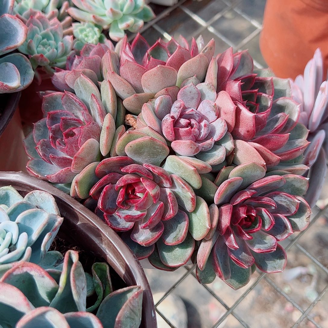 溜溜球多头群生老桩特价