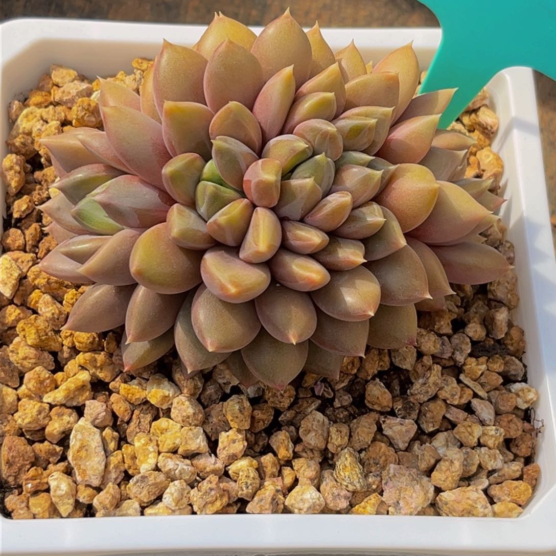 1206上午多肉植物群生