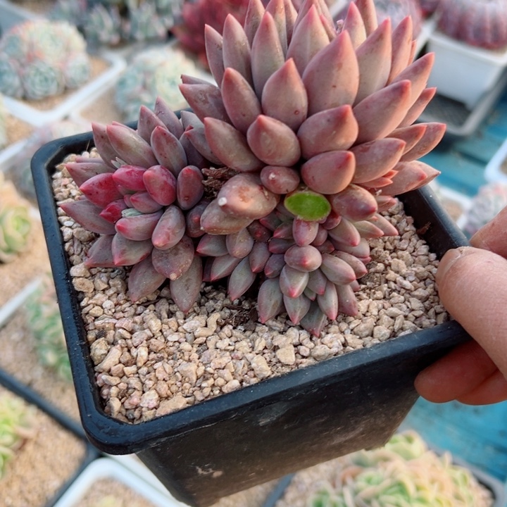 精品多肉植物老桩