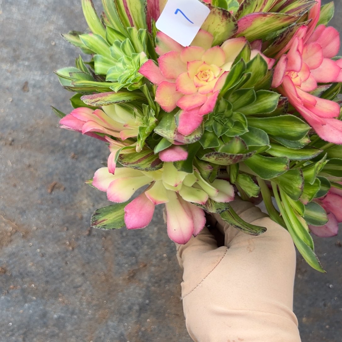 7知否多肉无根多肉系