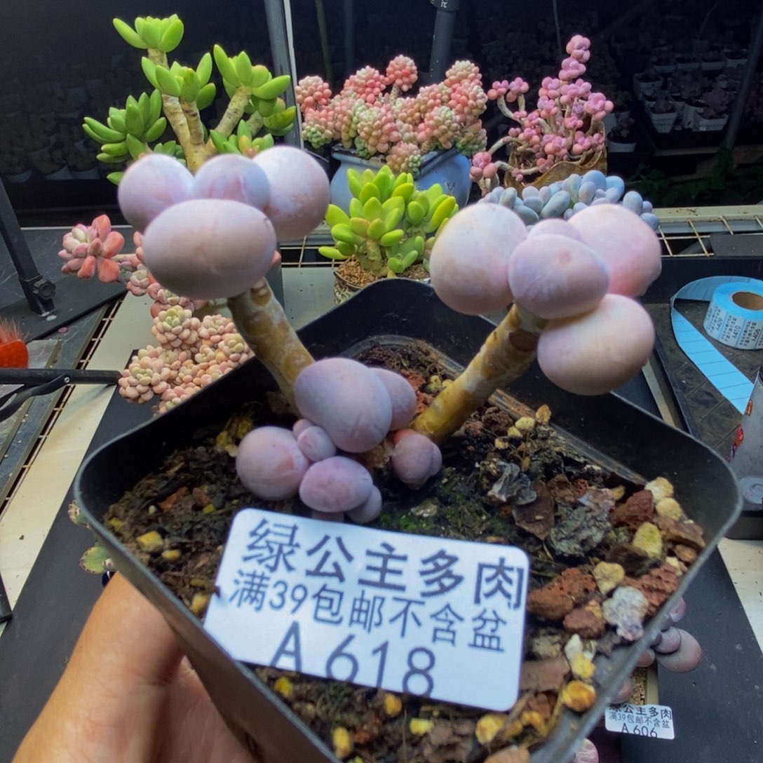 618橙奶多肉肉6c m