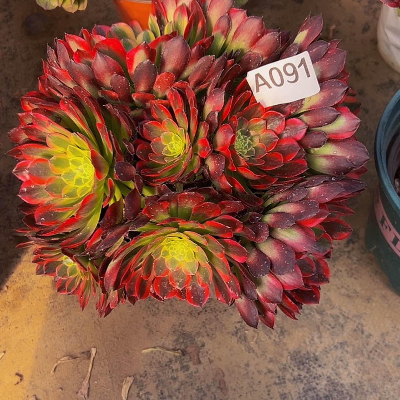 【闪购商品】多肉植物091。    