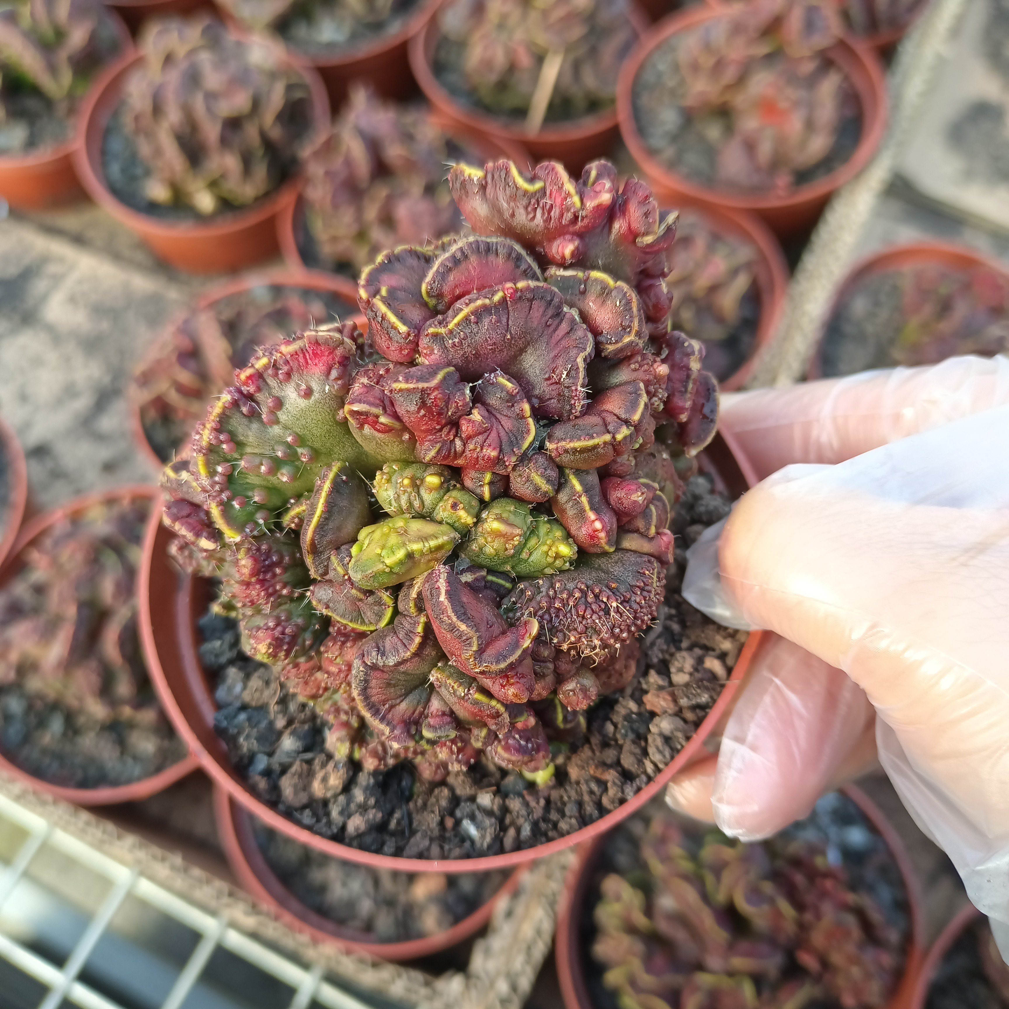 红高砂缀化石化无刺仙人球防辐射吸甲醛净化空气盆栽绿植