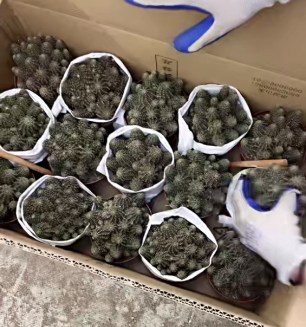 二妹园艺【 大中间丽花  自根 】【冠幅保10公分】默认脱土随机发货