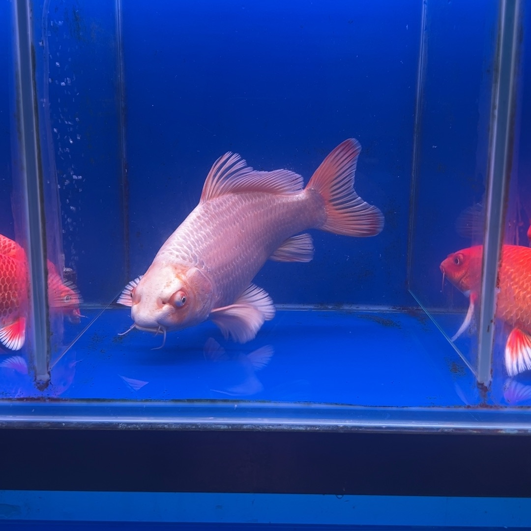 无***意蝴蝶鲤鱼白瓜 蝴蝶鲤30公分 