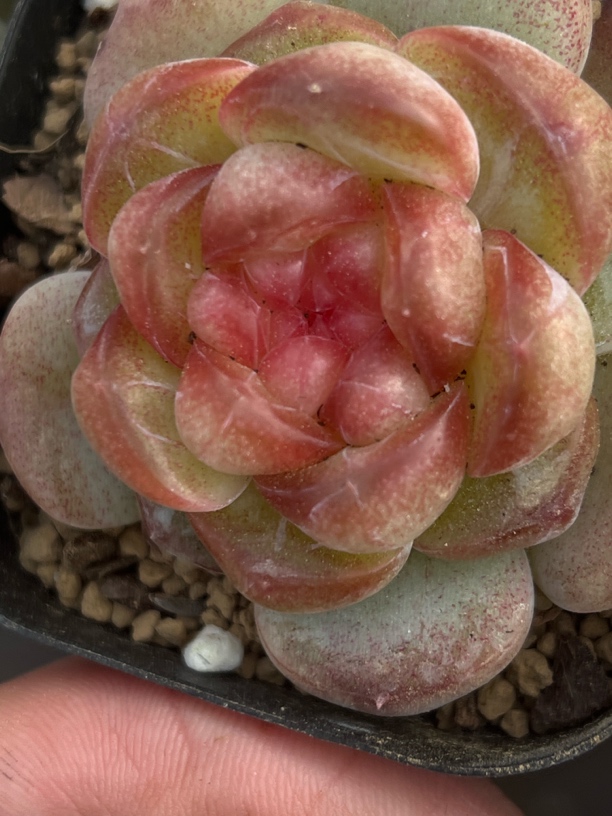 糖心多肉植物新手好养高颜值室内阳台花卉