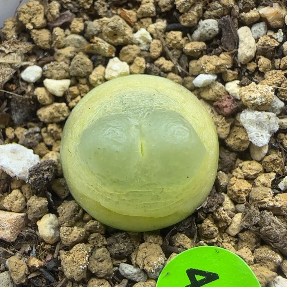 拉登1.6+多肉植物