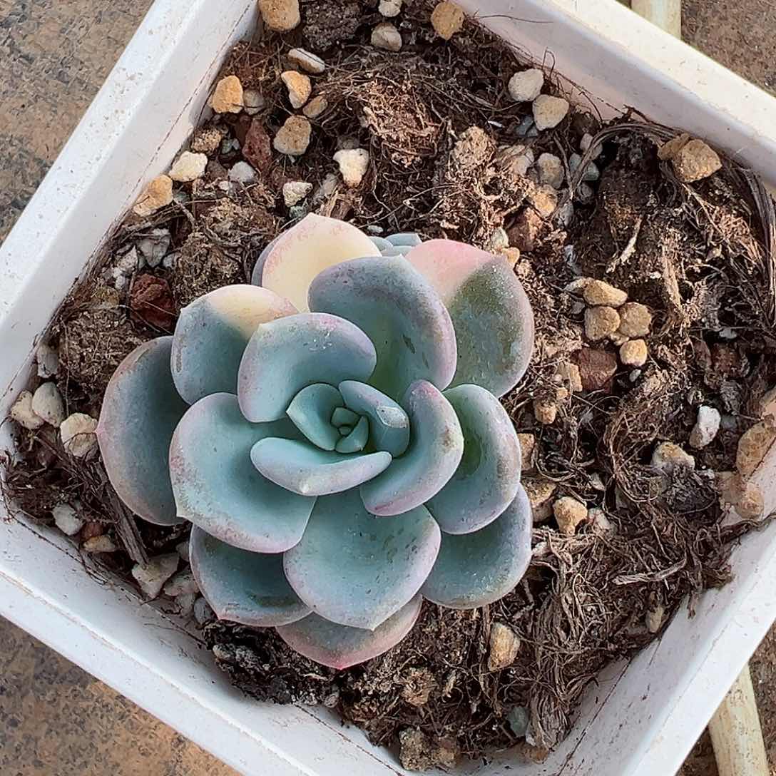 拾***案美尻锦，多肉植物