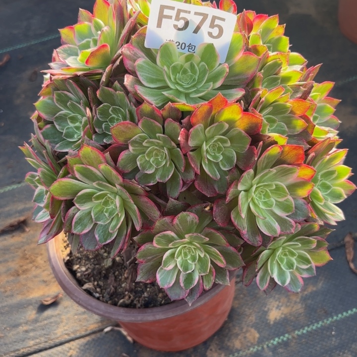 小***）瑞妈多肉植物，575万花筒