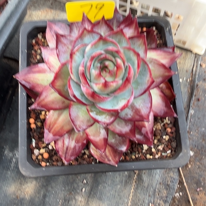 我****79多肉577868788888888