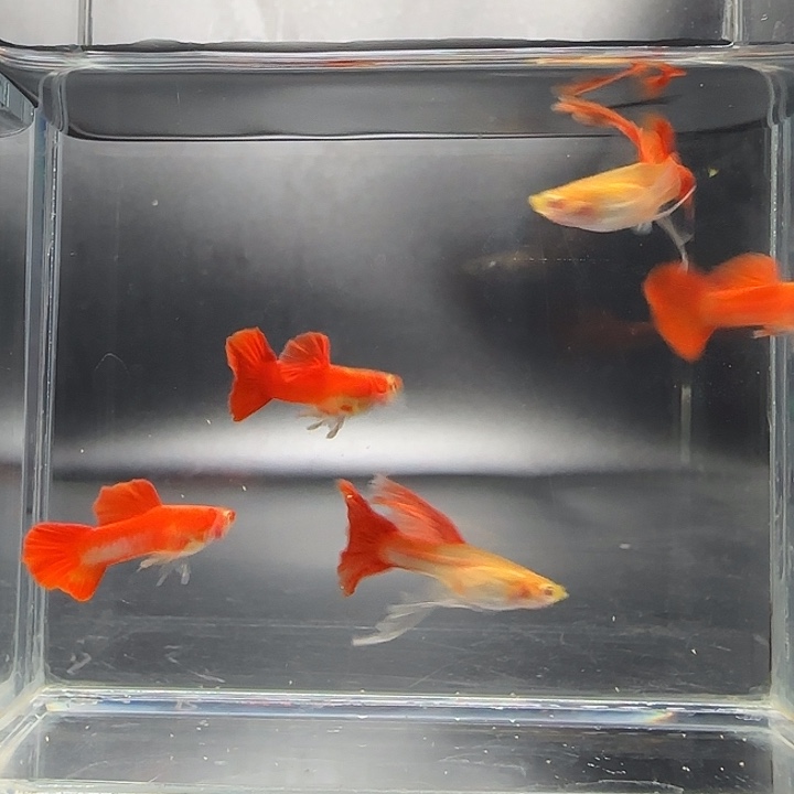 孔雀鱼血红3对绣球