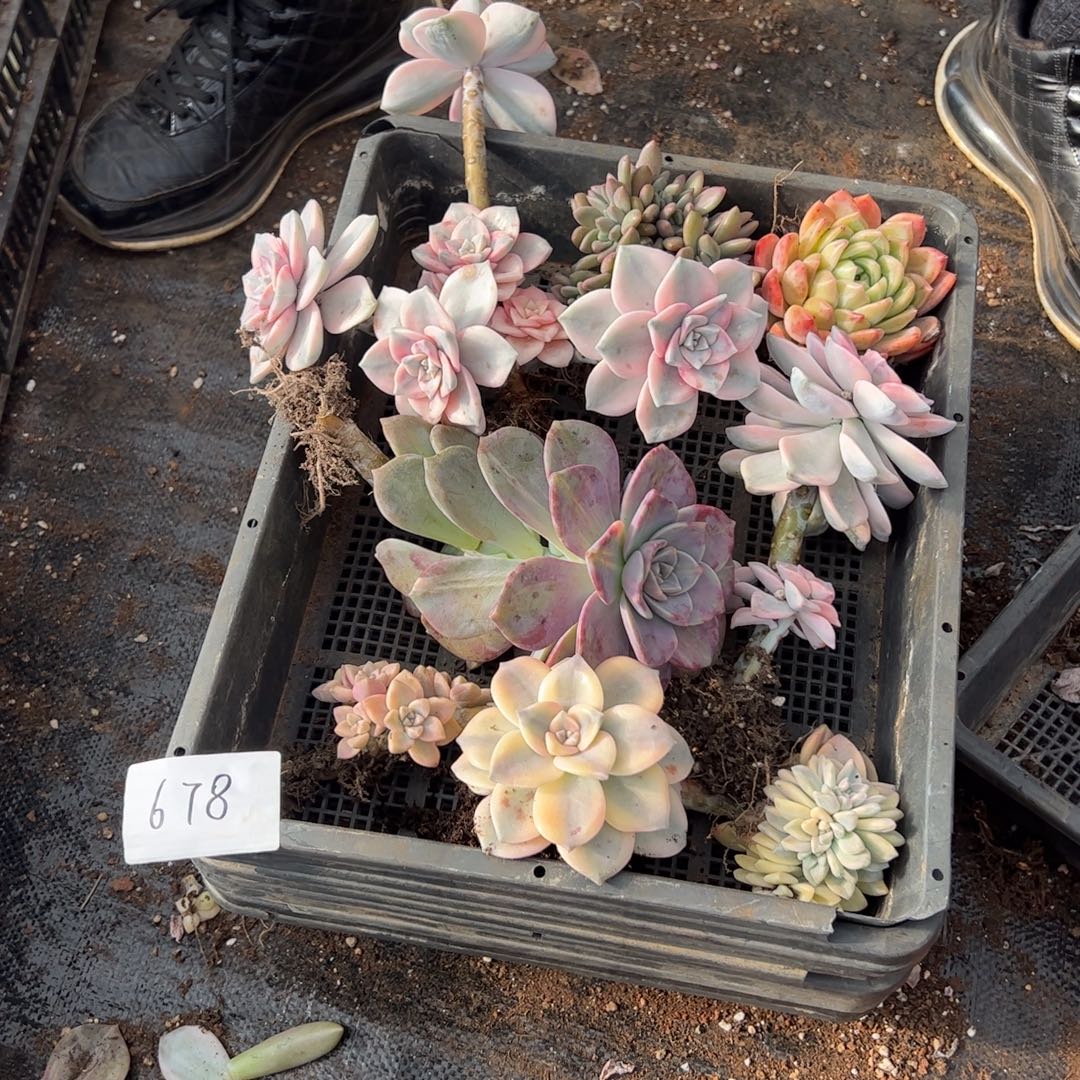 678紫乐锦老桩多肉植物