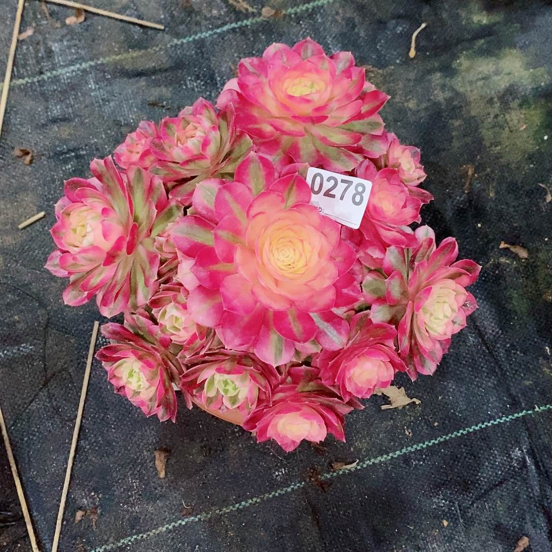 倾城278多肉25冠服