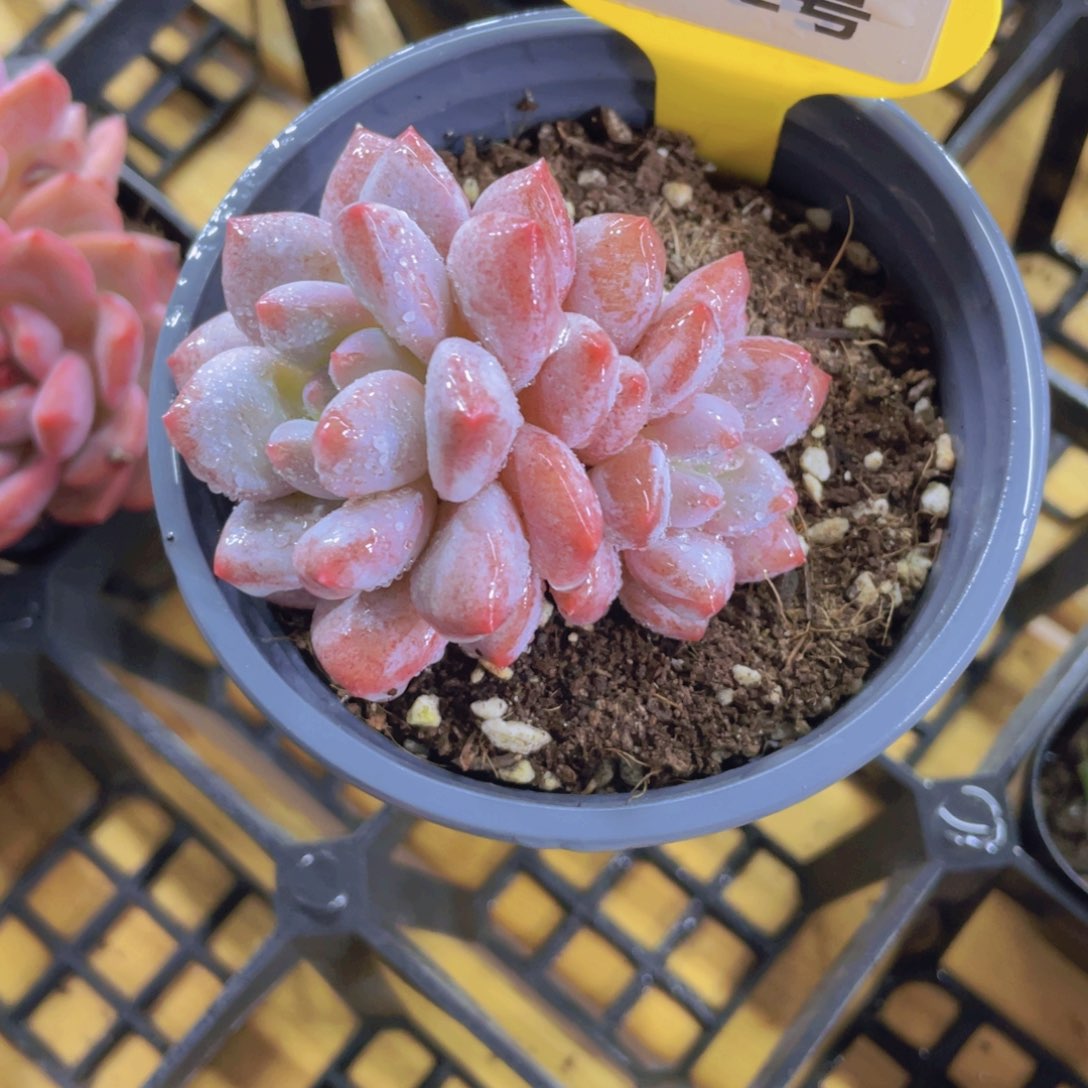 1312号 全状态丸叶半夏