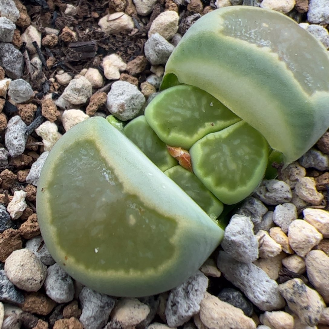 0331号绿菊 多肉植物