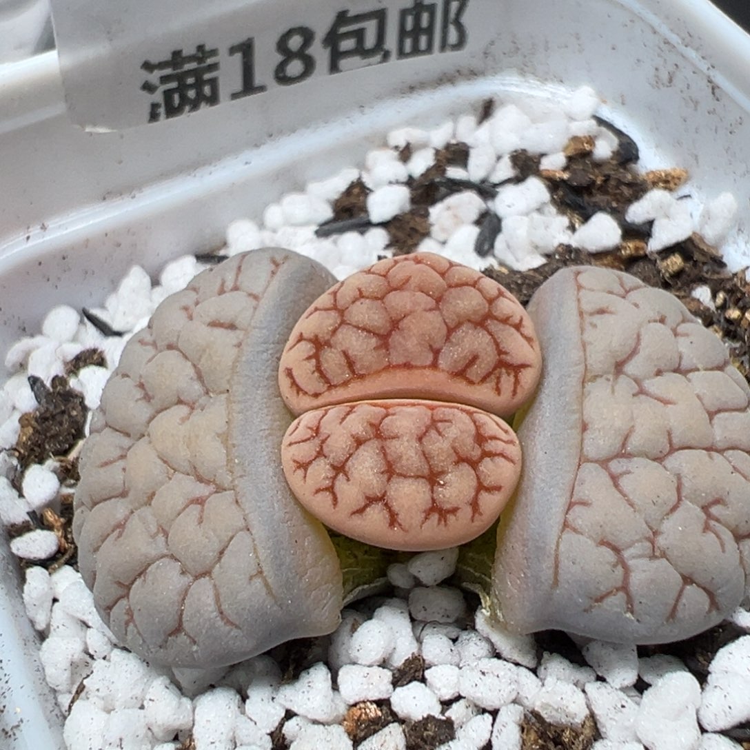 【闪购商品】 171。      