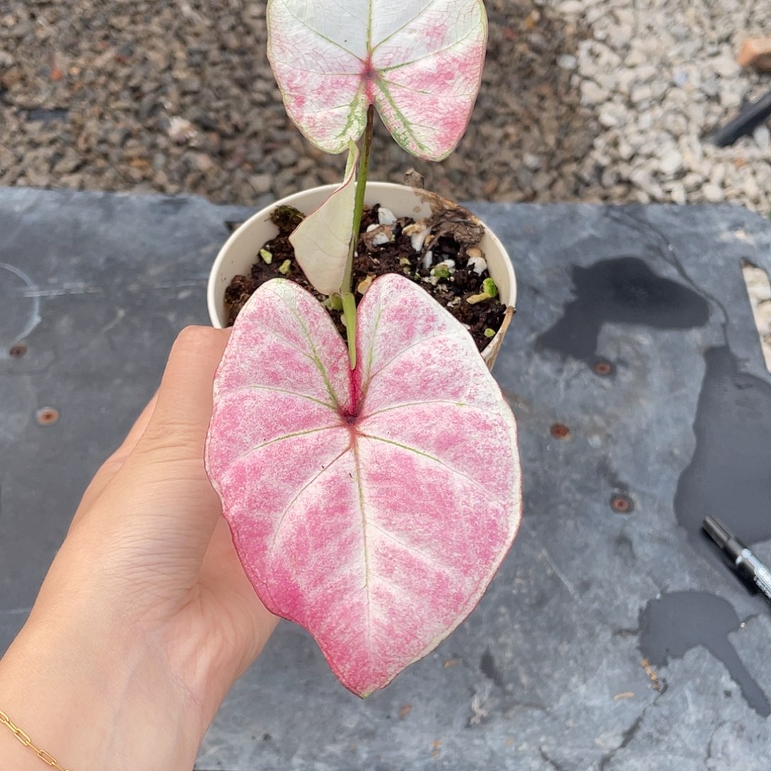 完全开放个体养定盆栽