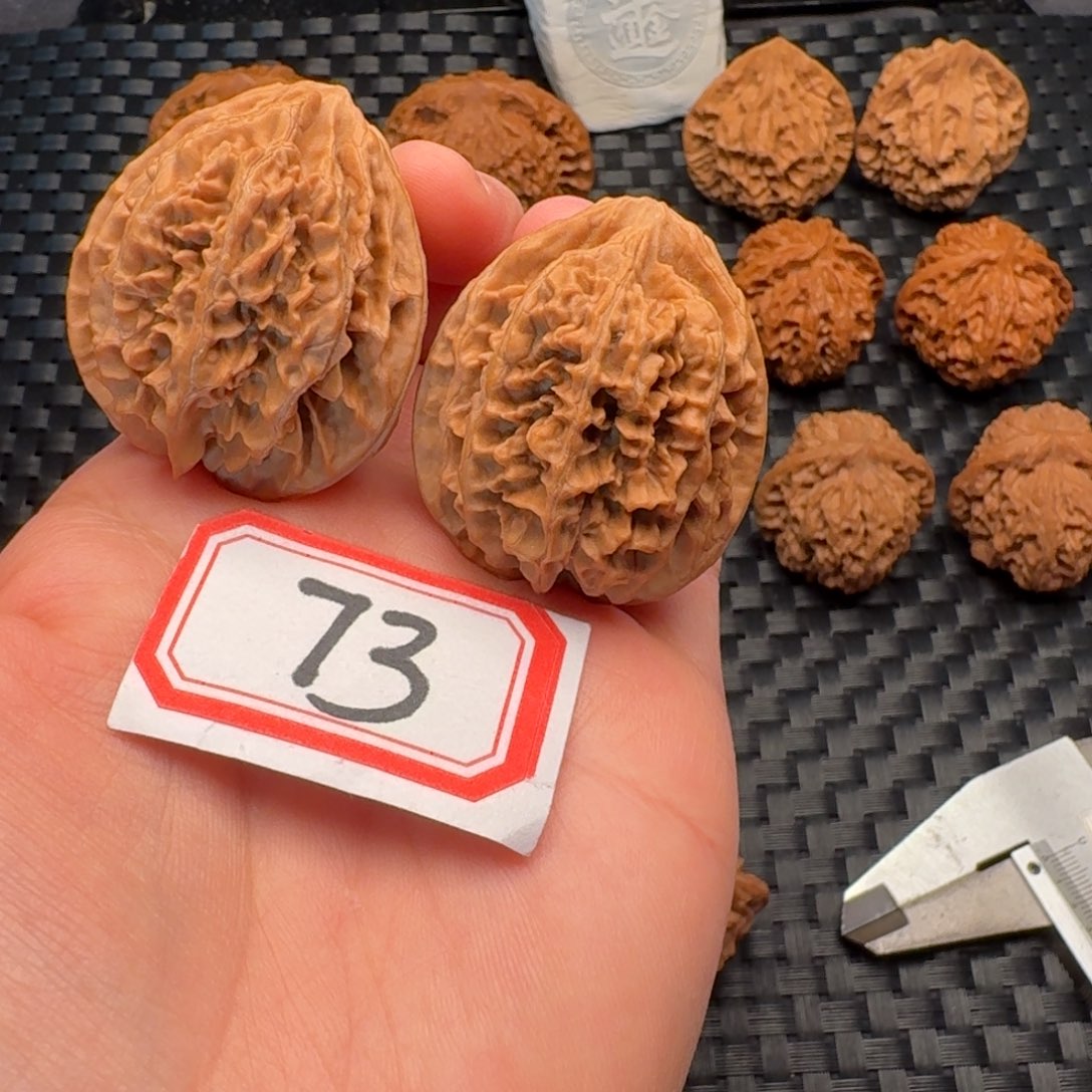 小***学核桃状元冠37尺寸