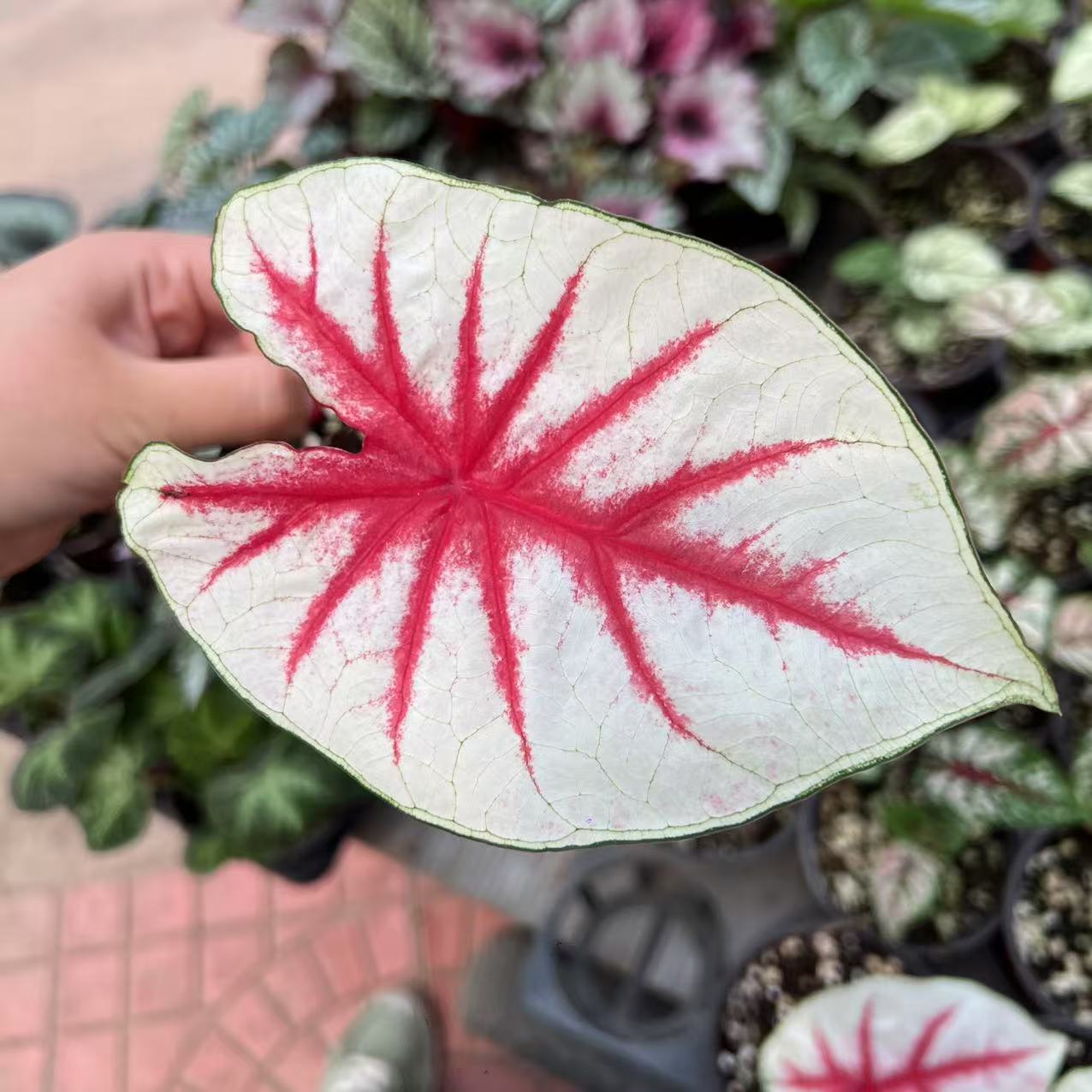  花都优选  彩叶芋(幻想曲）1加仑盆