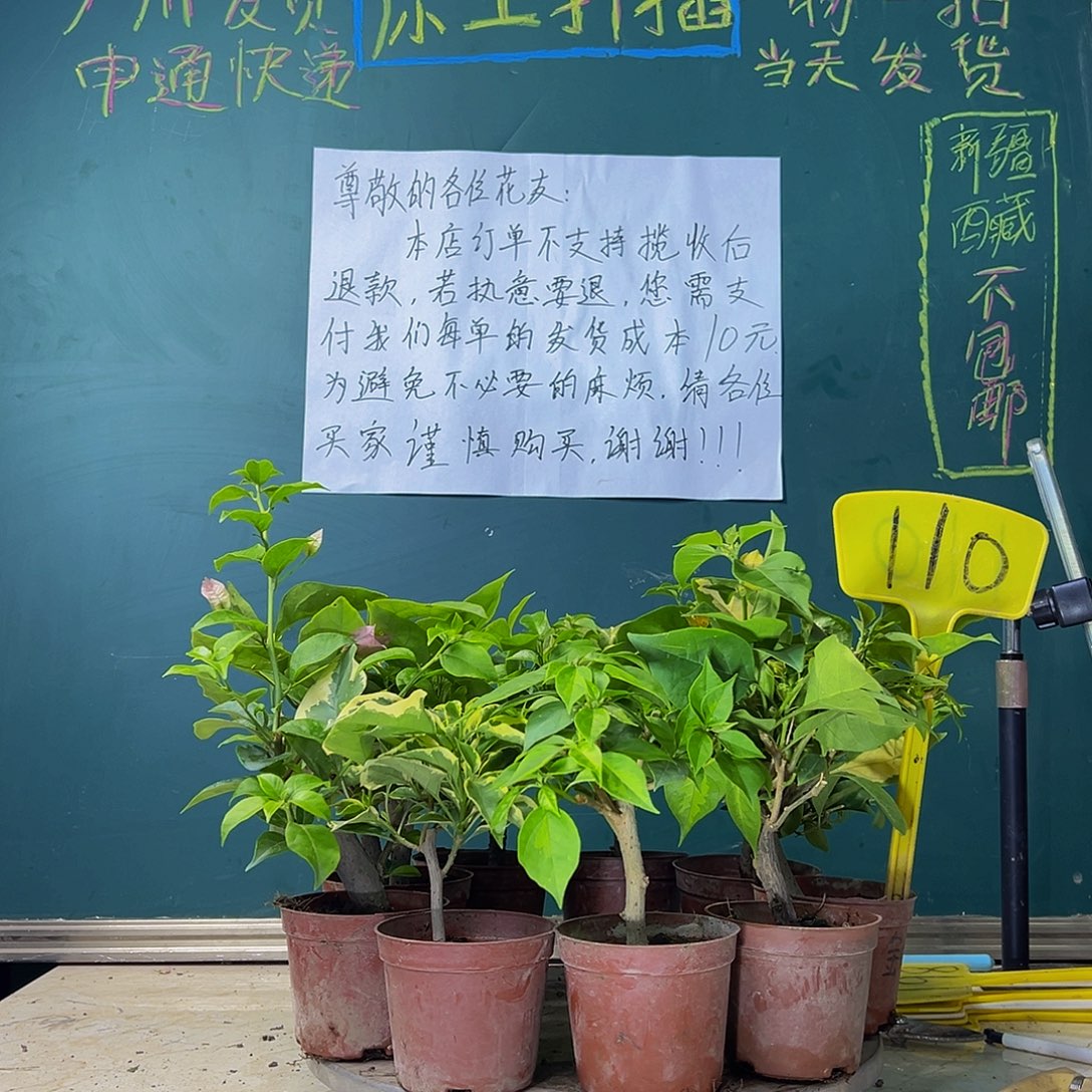 当前无花栽培后可以开花九棵掌中宝 110