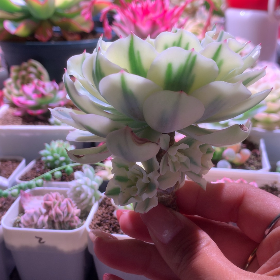 海啸覆轮锦砍头带四个侧芽