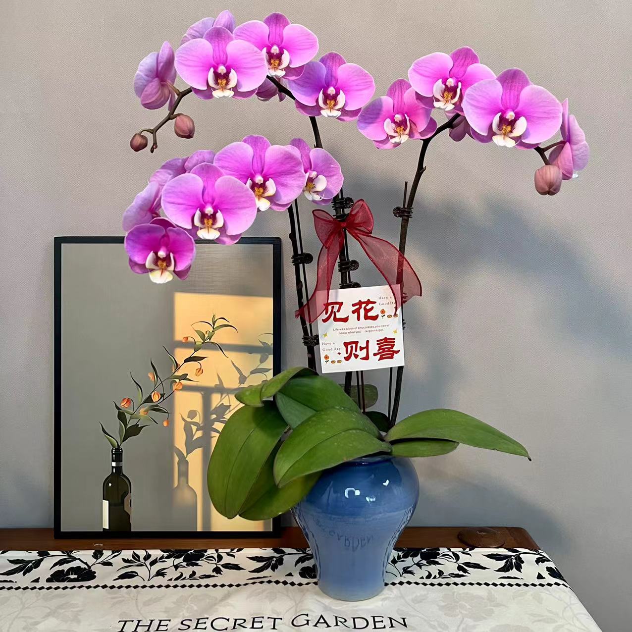 蝴蝶兰【安娜】粉紫色室内鲜花绿植礼品花商务花花期长基地直发