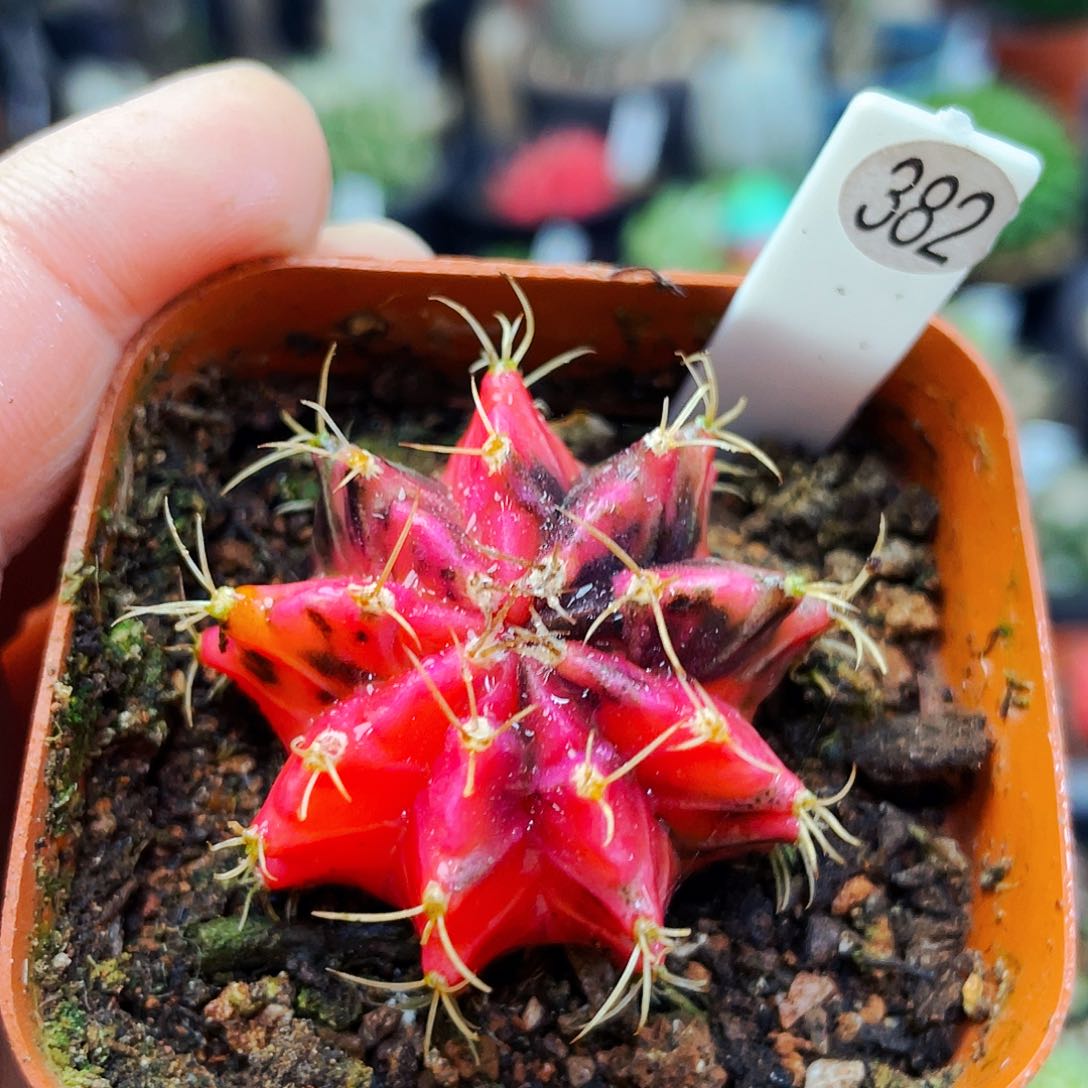 非偏远地区满25包邮仙人球