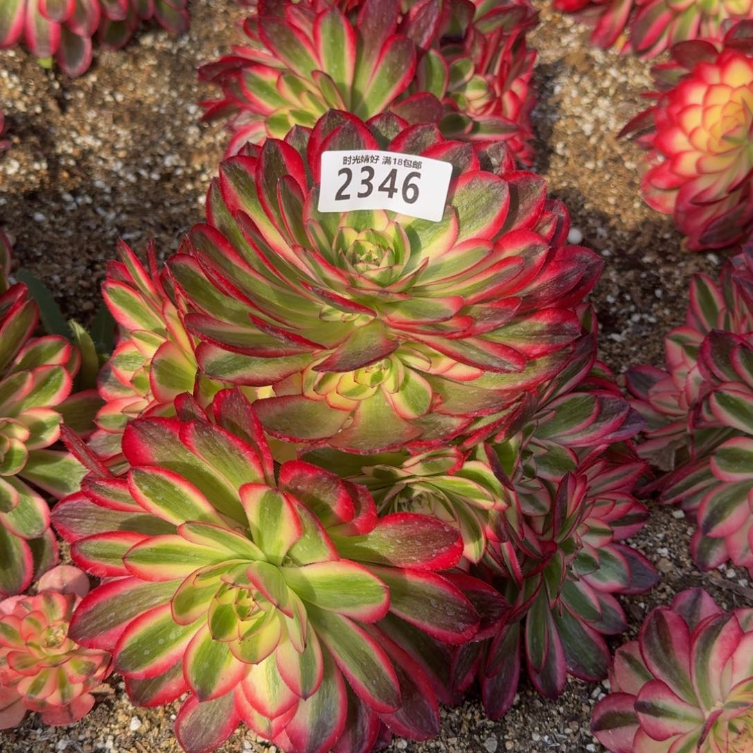 2346荔枝多肉植物