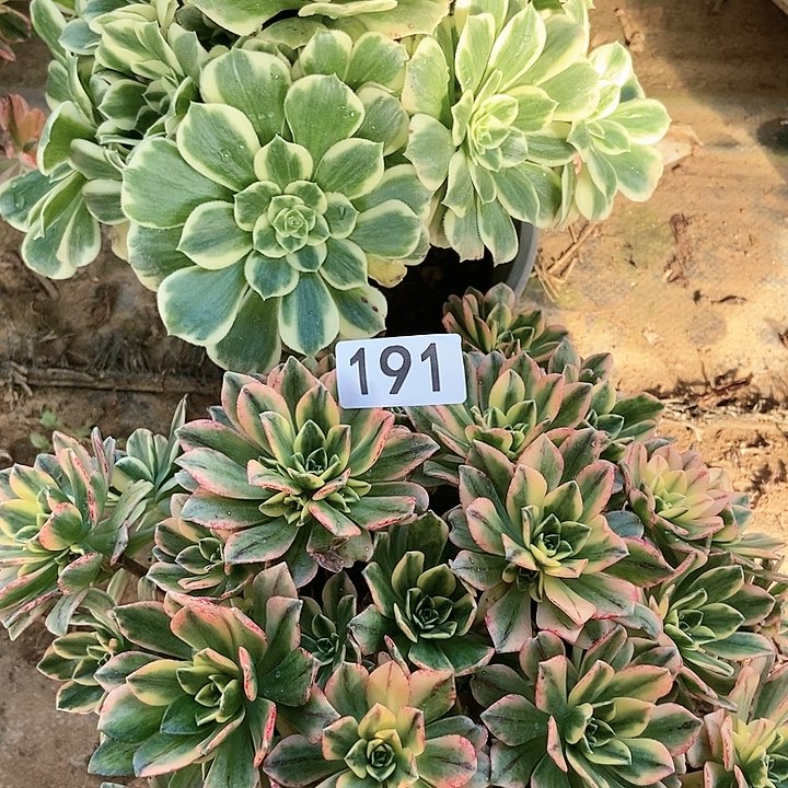 两个有伤不包断特价191