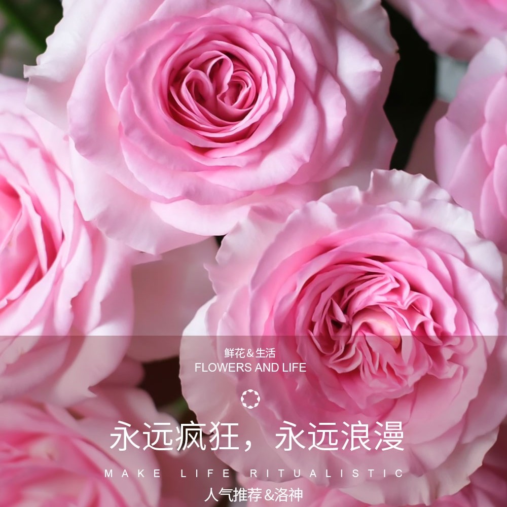 洛神玫瑰正品云南鲜花基地直发玫瑰花单头三国花