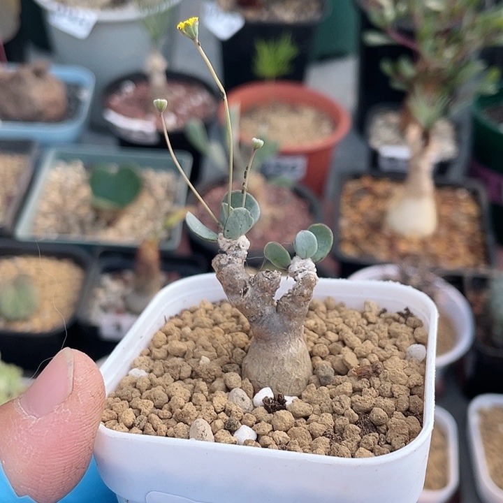 068恩特美厚墩菊块根