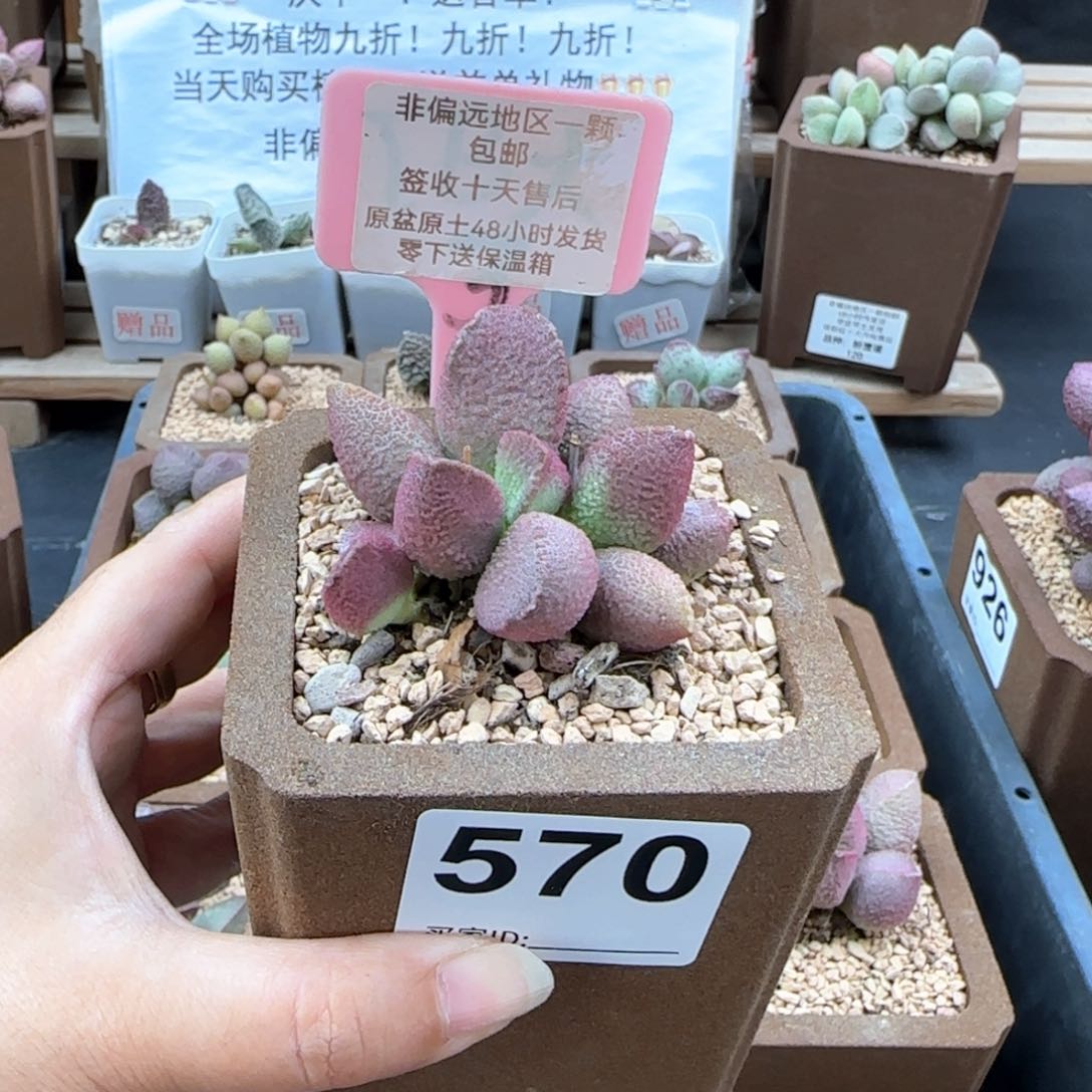 大**?570赛猪肝多肉植物