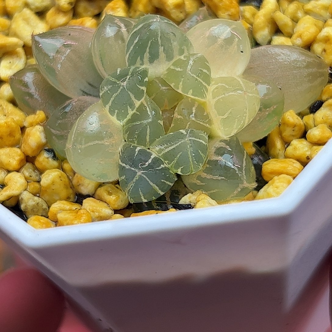 糊斑霏桃十二卷多肉植物