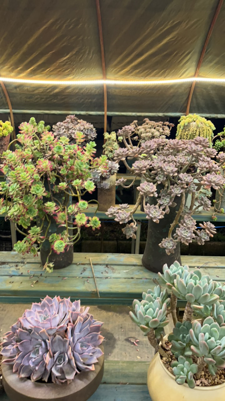 整桩无砍老桩薄化妆阿伦培带盆包邮