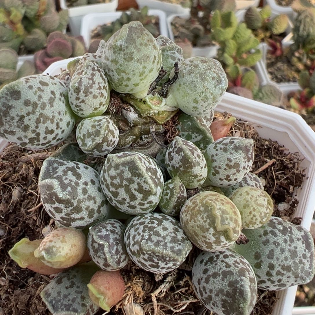 达摩海豹老桩多肉植物水泡多肉植物