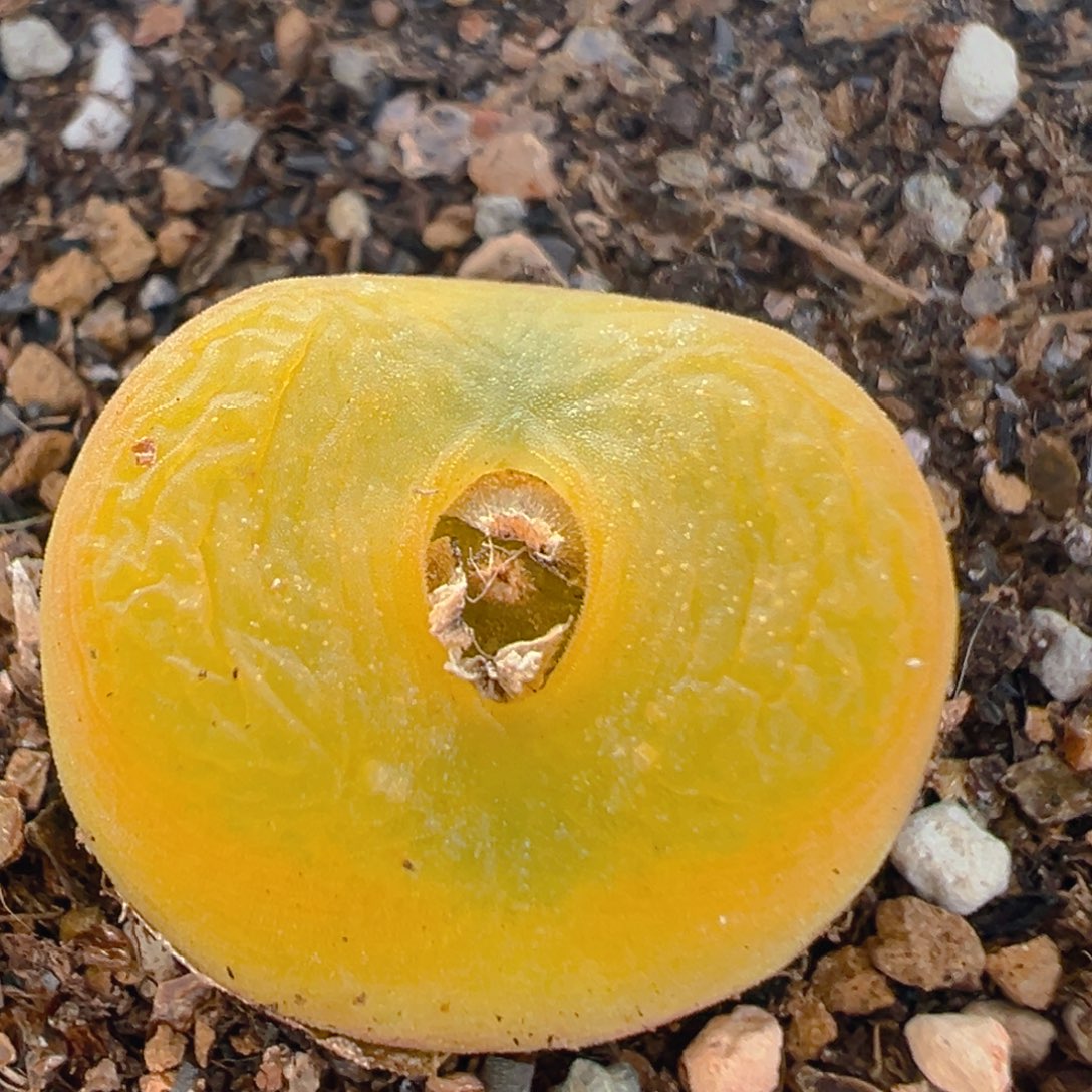 129多肉植物百科知识