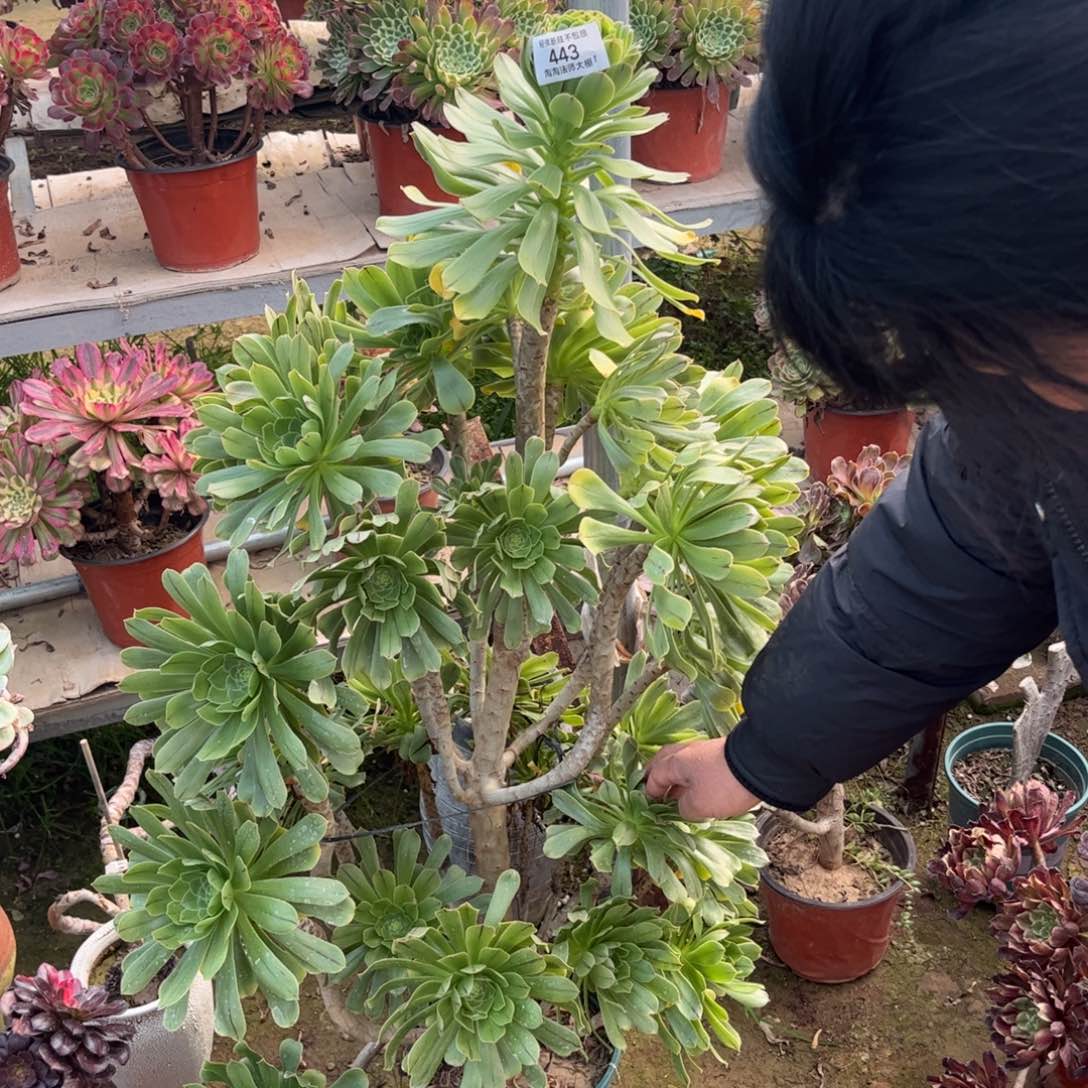 443原始绿法师多肉植物法师