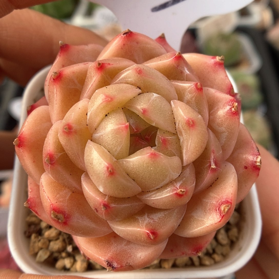 熊猫珍妮可拍703号。