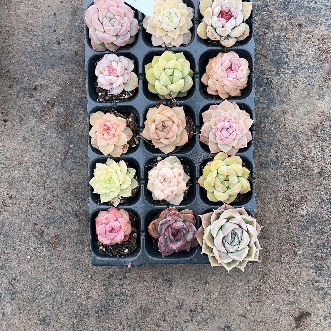 直播福利一物一拍89