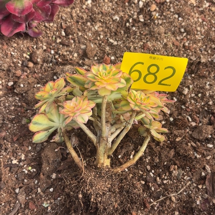 哈哈多肉葡萄福利682