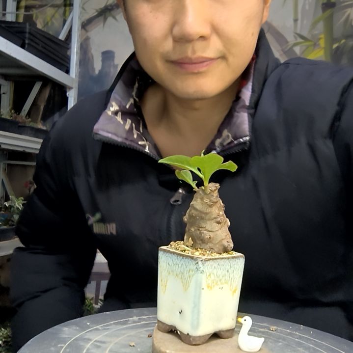 o***e中青园艺一物一拍花486