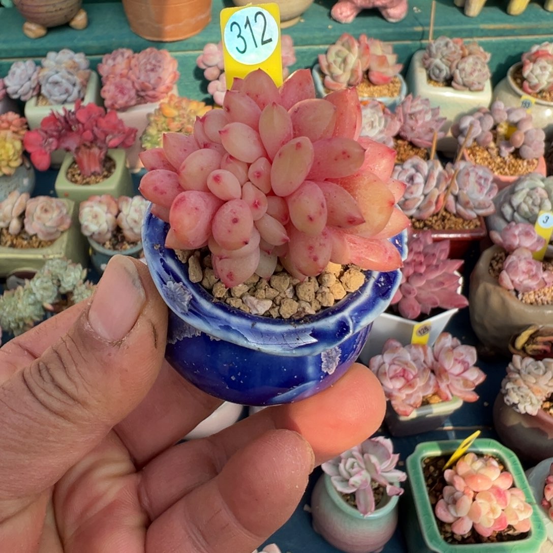 312号凌雪带盆土发货