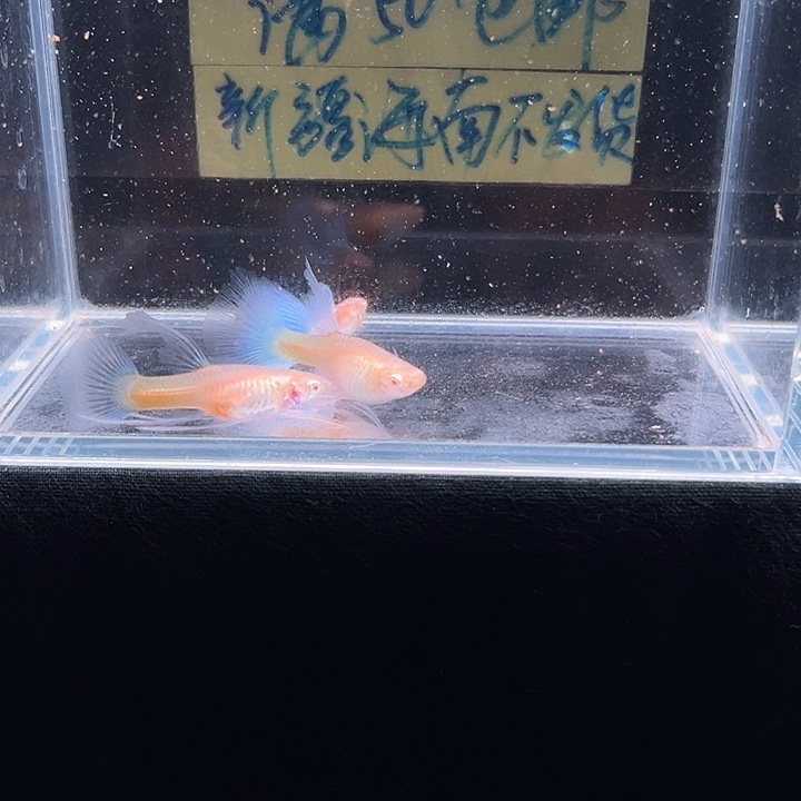 孔雀鱼天空蓝孔雀大c