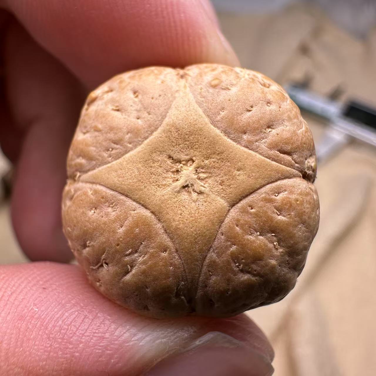 尼泊尔麒麟眼菩提，尺寸23，sss系列，货号S22