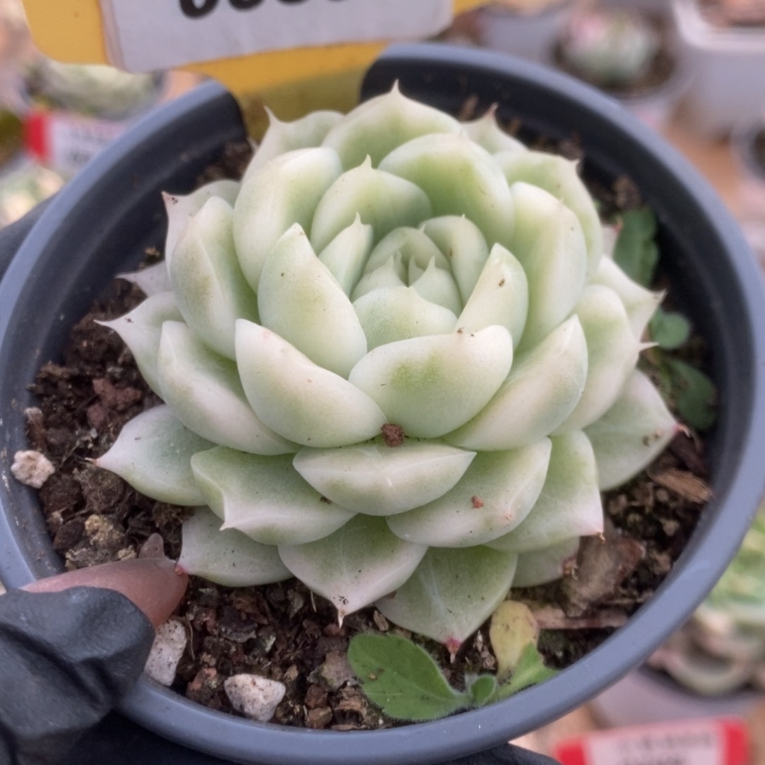 536白瓷麦杆锦锦锦锦锦