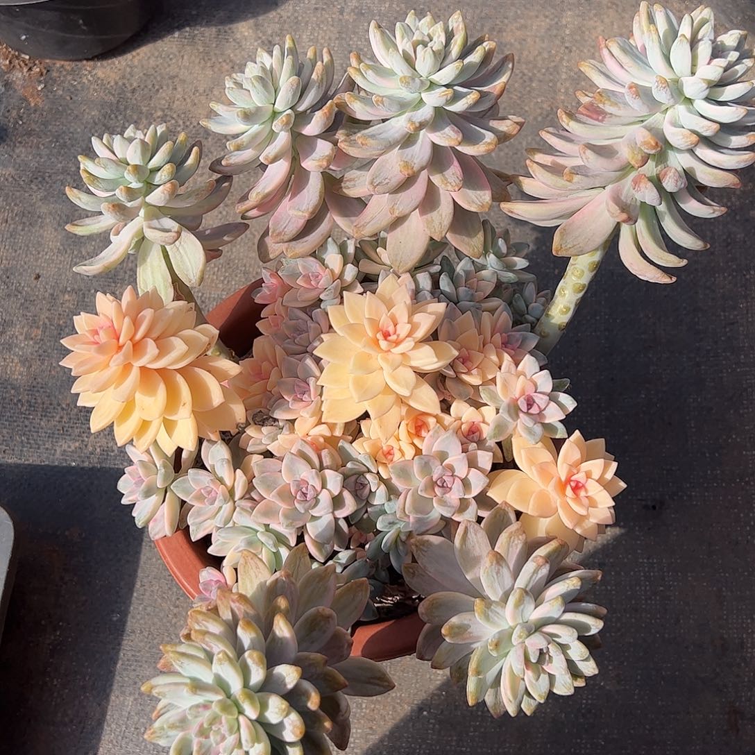 雨***荷淡雪锦大群，一物一拍