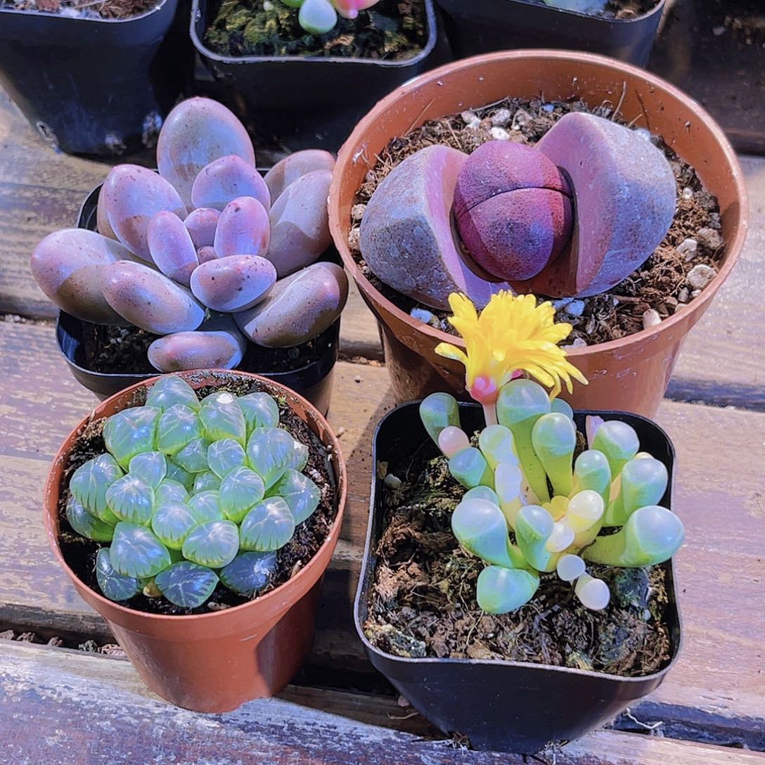 桃美人。紫元宝。五十铃锦。姬雨露