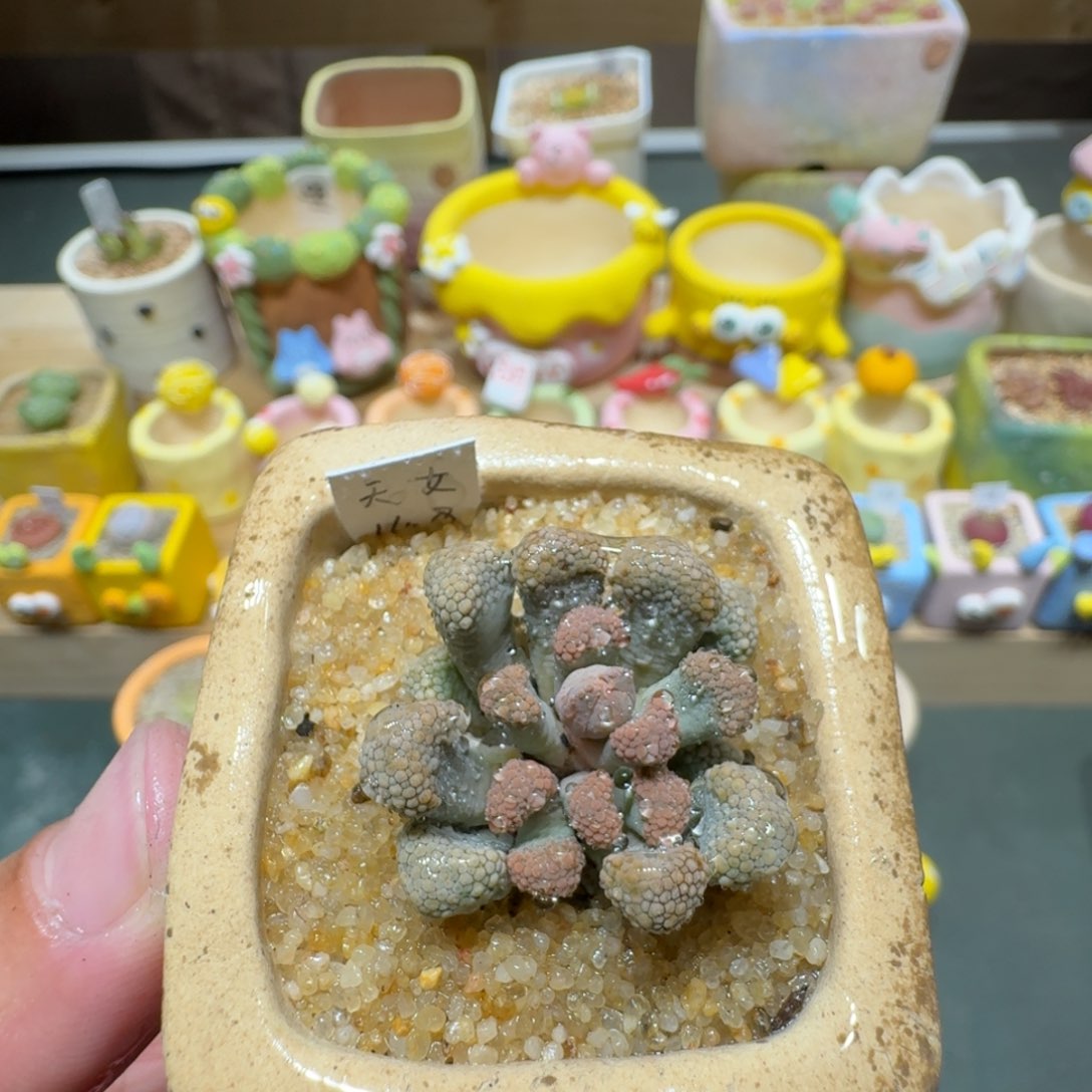 红陶蘑菇538天女